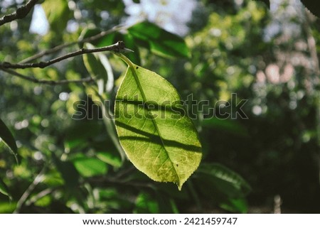 Creative nature photo with fresh green leaf on deciduous tree in a morning sunlight. Awakening of nature in spring garden, park. Shadows on leaves. Royalty-Free Stock Photo #2421459747