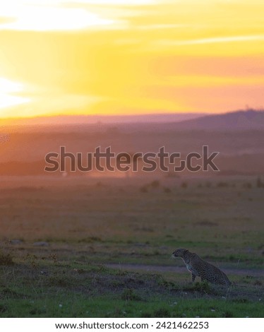 A solitary leopard emerges in the amber glow of sunset, its sleek silhouette gracefully navigating the savannah. Golden light dances across its spotted coat, casting a fiery aura.  Royalty-Free Stock Photo #2421462253