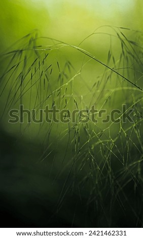 This is the image of green grass bending by the wind with a blurry green background.