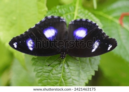 Image of butterfly, Collection of butterfly, Butterfly background.