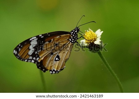 Image of butterfly, Collection of butterfly, Butterfly background.