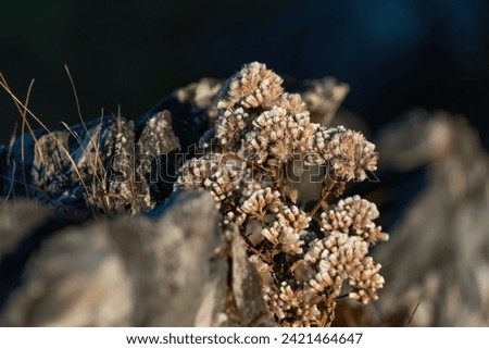 Selective focus of dried wild flower on the rock with dark blurry background Royalty-Free Stock Photo #2421464647