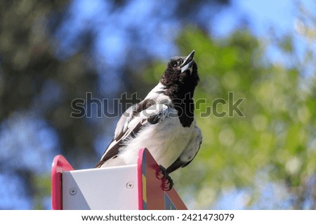 A Curious Bird Perched on a Red and White Sign