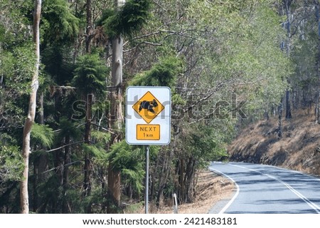 Warning Sign Indicates Koala Crossing Ahead on a Winding Road