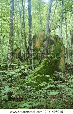 Beautiful natural landscape. The stones are covered with moss of a bizarre shape.