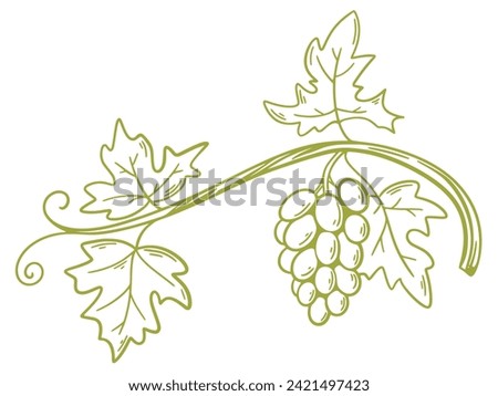 Green grape branch hand engraving. Chardonnay or Sauvignon sketch vine. Ripe bunches of white grape variety, isolated vector illustration Royalty-Free Stock Photo #2421497423