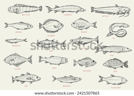 Catfish, sturgeon, wolffish, carp, sea perch, trout, halibut, pike, hake, tuna, anchovy, eel, dorado, flounder, herring, silver carp, mackerel, cod. Set outline sketch fish. Vector illustration.