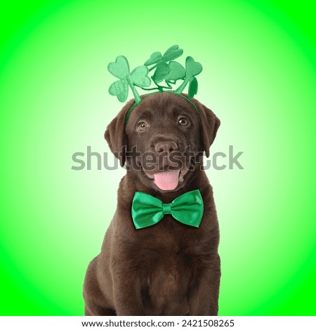 St. Patrick's day celebration. Cute Chocolate Labrador puppy wearing headband with clover leaves and bow tie on green background