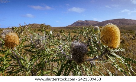 Showy banksia (Banksia speciosa) with yellow flower cones in various stages, Esperance, Western Australia Royalty-Free Stock Photo #2421509453