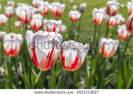 White and red varietal tulips close-up in garden on sunny spring day. Royalty-Free Stock Photo #2421513027