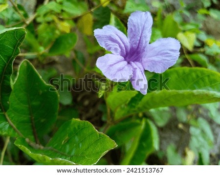 Ruellia Tuberos L is a purple, pink or blue flowering plant that comes from the Acanthaceae family and is useful as an itching medicine