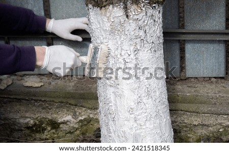 a male farmer covers a tree trunk with protective white paint against pests. Selective focus Royalty-Free Stock Photo #2421518345
