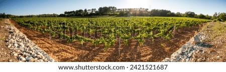 Panoramic pictures of vine field in the south of France. 