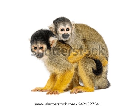 Side view of mother and baby Black-capped squirrel monkey on its back, Saimiri boliviensis Royalty-Free Stock Photo #2421527541