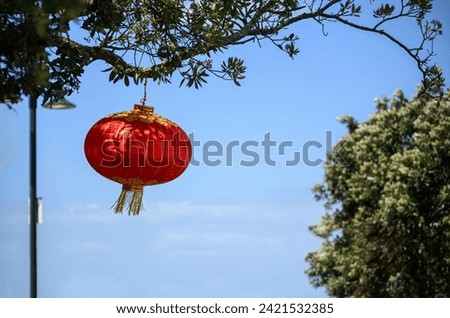 Chinese New Year lantern hanging under the Pohutukawa tree. Blue sky background. Auckland.  Royalty-Free Stock Photo #2421532385