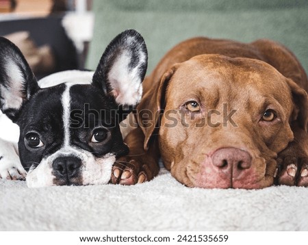 Cute puppy and adorable dog lie on the sofa in the living room. Clear, sunny day. Close up, indoors. Studio photo. Day light. Concept of care, education, obedience training and raising pets