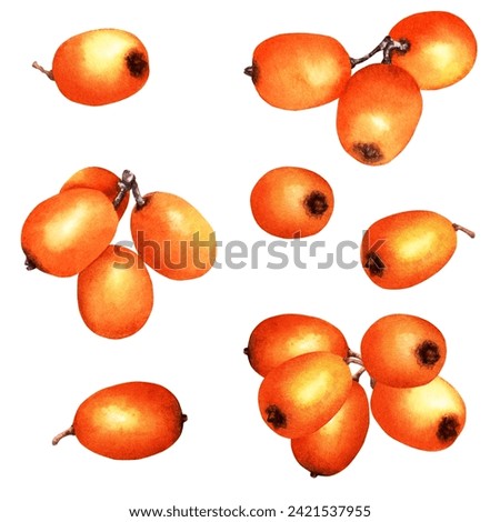 Set of sea buckthorn orange berries. Hand drawn botanical watercolor illustration isolated on white background. For clip art cards menu label package
