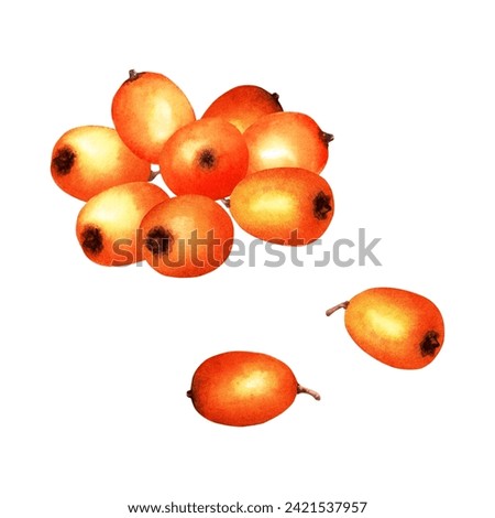 Sea buckthorn orange berries. Hand drawn botanical watercolor illustration isolated on white background. For clip art cards menu label package