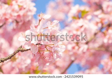 Beautiful and cute Kawazu Zakura Sakura cherry blossoms against blue sky, Kawazu River, Shizuoka, Japan. Wallpaper background