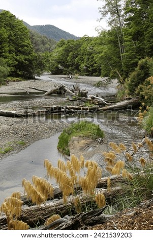 New Zealand river and native bush. Southern Beech forest. Location: Tauranga-Taupō River,  Kaimanawa Ranges, central North Island. Toetoe plants in foreground. Royalty-Free Stock Photo #2421539203