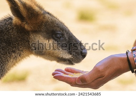 Swamp wallaby (Wallabia) a mammal from the kangaroo subfamily, a kangaroo with grayish rusty fur sits in the shade and eats a dry corn grain from the hand, feeding a kangaroo.