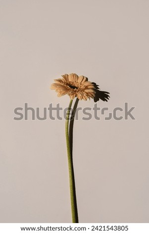 Delicate pale peach gerbera flower stem on white background. Aesthetic close up view floral composition with sunlight shadows and copy space