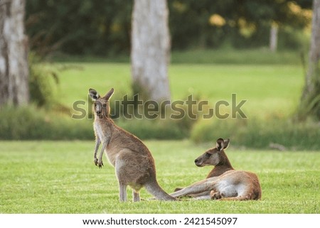 Eastern gray kangaroo (Macropus giganteus) Australian animals graze on green grass in natural habitat. Royalty-Free Stock Photo #2421545097