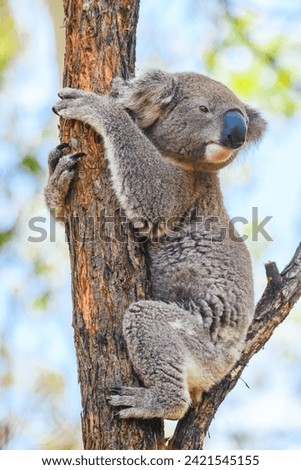 Australian koala (Phascolarctos cinereus) is a species of mammal, an arboreal herbivore. The animal sits on a tree among branches and green leaves.