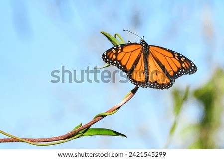 Monarch butterfly (Danaus plexippus) a migratory butterfly with orange wings, the insect sits with spread wings on a thin branch. Royalty-Free Stock Photo #2421545299
