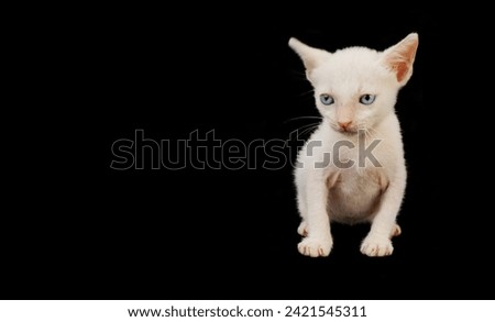 Sad adorable white with blue eyes kitten isolated on black background. Copy space for text.