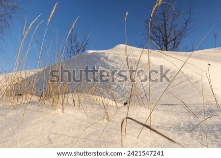 snowdrifts with yellow grass and birches, snowdrifts with plants in winter Royalty-Free Stock Photo #2421547241
