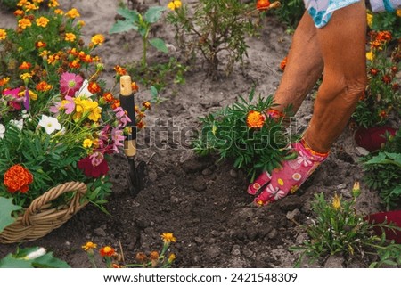 An elderly woman plants flowers in the garden. Selective focus. nature. Royalty-Free Stock Photo #2421548309