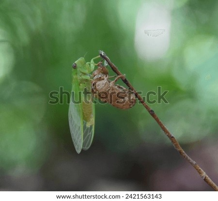 cicada shell in  the silence Royalty-Free Stock Photo #2421563143