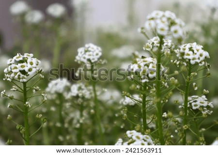 small white flowers, field of small white flowers, dainty little white flowers Royalty-Free Stock Photo #2421563911