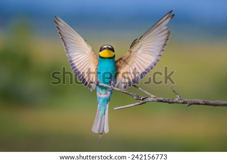the European bee-eater with open wings, perched on twig Royalty-Free Stock Photo #242156773