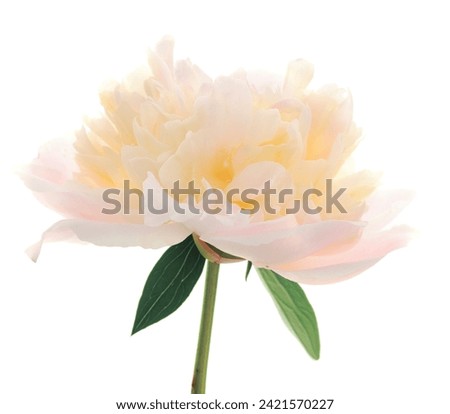 Peony flower isolated on white background.