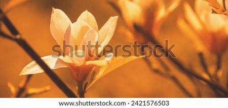 Blossoming magnolia flowers. Springtime. Natural vintage flowers background Horizontal banner
