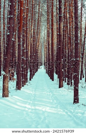 Pine forest covered with snow. Vertical image