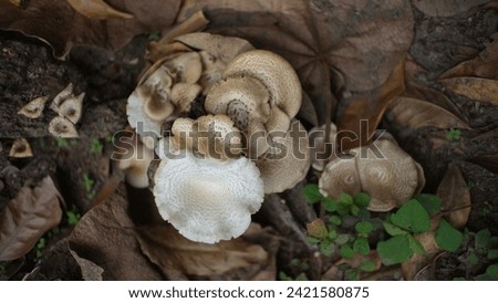 close up picture of mushrooms that grow in the forest