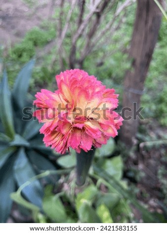 Flower pic in good daylight with blur background