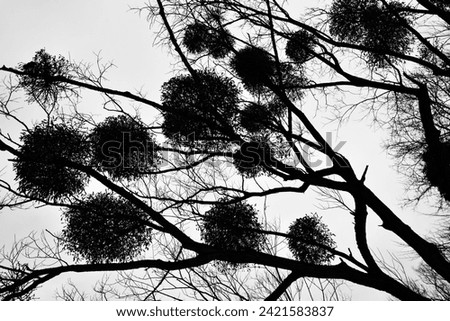 Black and white image of branches with mistletoe