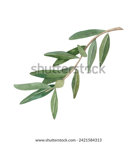 Watercolor olive branch with green leaves. Hand drawn illustration isolated on white background.