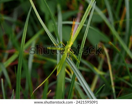 A green grasshopper sits on a green leaf