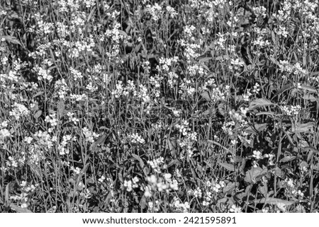 Photography on theme fine wild growing flower mustard on background meadow, photo consisting from wild growing flower mustard to grass meadow, wild growing flower mustard at herb meadow countryside