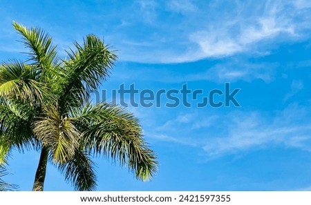 Palm tree against blue sky.
Banner for summer vacation,
tropical beach or travel concept with copy space. Selective focus.
