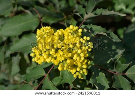 Oregon grape flowers - Latin name - Berberis aquifolium (Mahonia aquifolium) Royalty-Free Stock Photo #2421598011