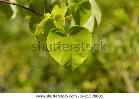 Texas White Redbud leaves - Latin name - Cercis canadensis var. texensis Texas White Royalty-Free Stock Photo #2421598031