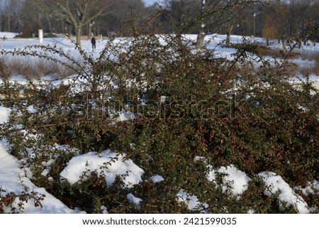 "Help yourself": Partly covered with snow wild hawthorn bushes offering nutritious fruits to local birds during winter season in one of the biggest parks in Warsaw - J Pilsudski Park. January 17, 2024 Royalty-Free Stock Photo #2421599035