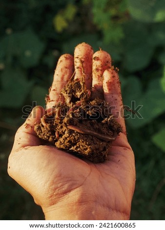 Earthworms in cow dung on a man's hand