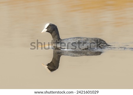 Close up of swimming Coot, Fulica atra, in the warm light of the setting sun with razor-sharp reflection in the ripple-free water surface